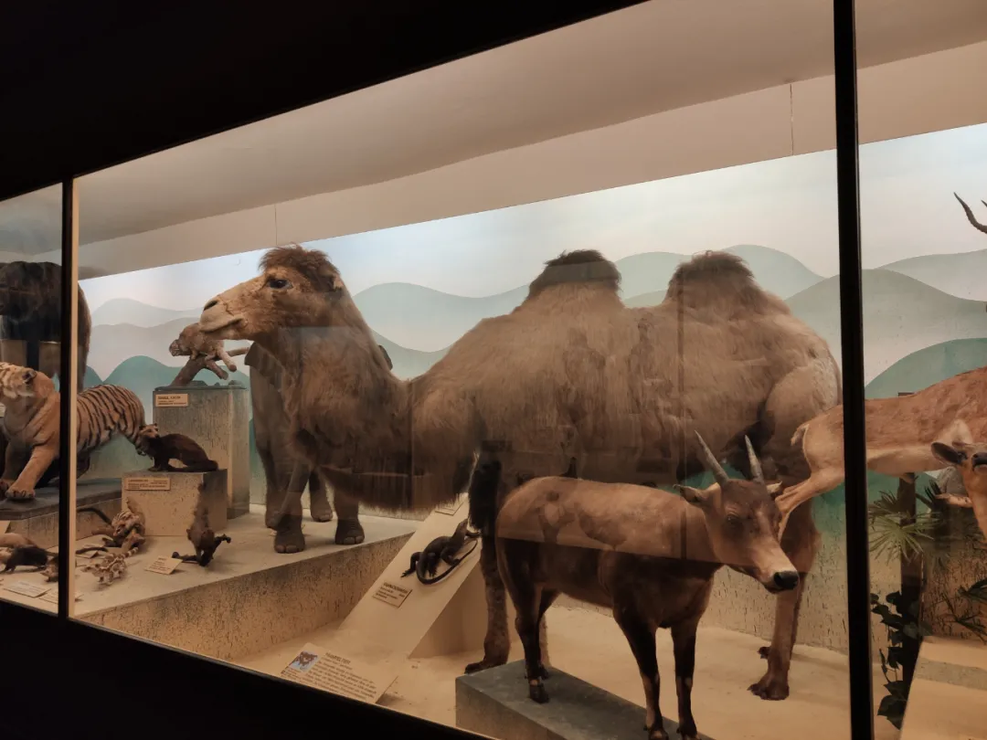 萨尔茨堡自然历史博物馆1