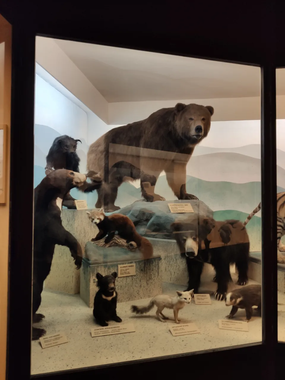 萨尔茨堡自然历史博物馆2