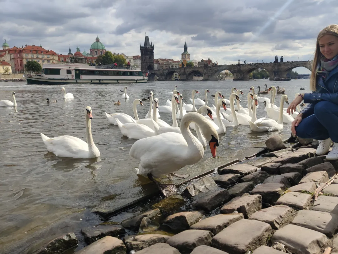 这几天不知道走过了多少次的伏尔塔瓦河和查理大桥，河边的天鹅美丽又大方