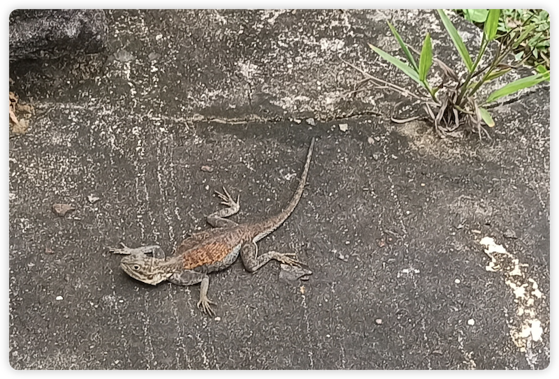 利比里亚蒙罗维亚街头常见的蜥蜴